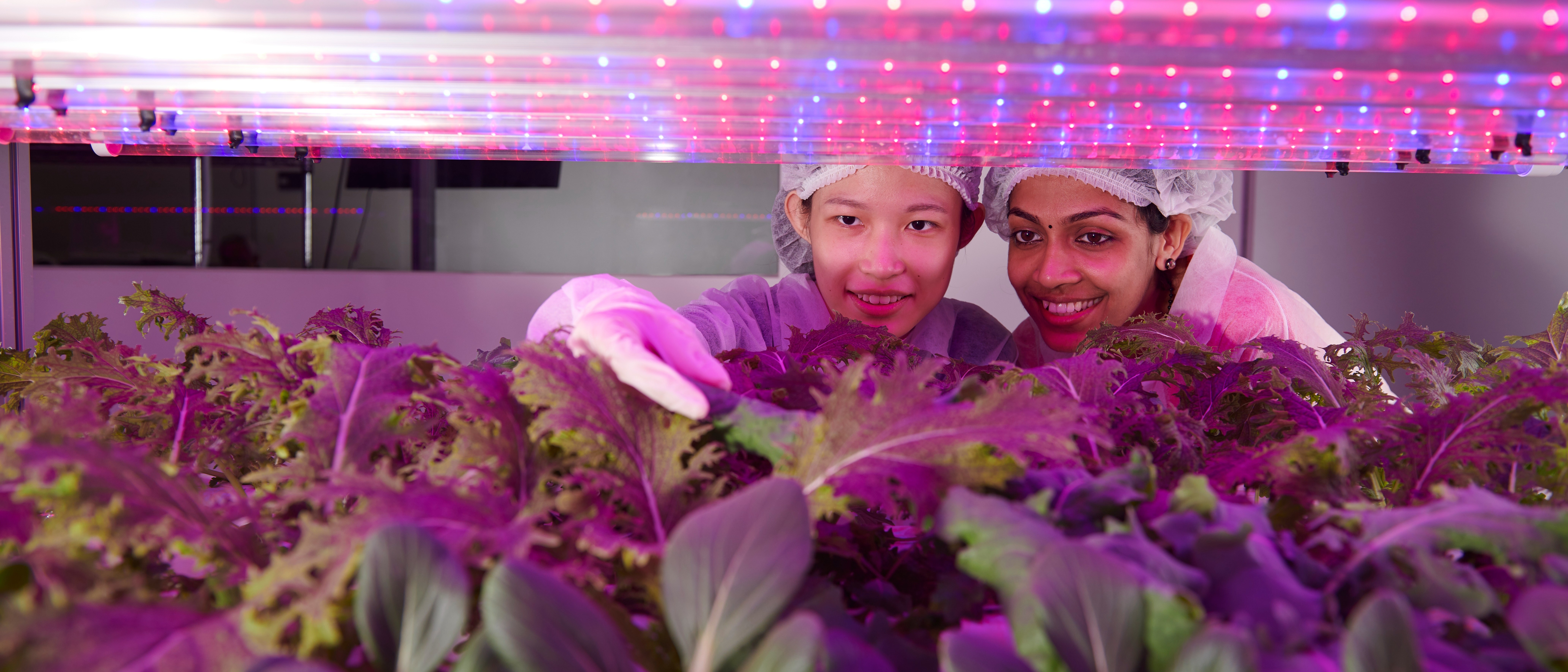 Two females in PPE gear handling plants growing under ultraviolet lights